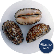 8675-45-P1 - Cowrie - Arabian - 25 Pack